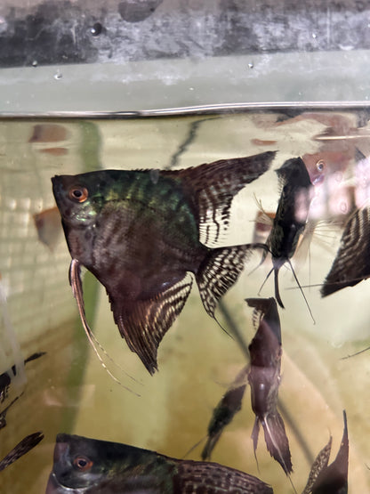 Live Fancy Fish – Pinoy Leopard Angelfish VIP Grade – Direct From Farm