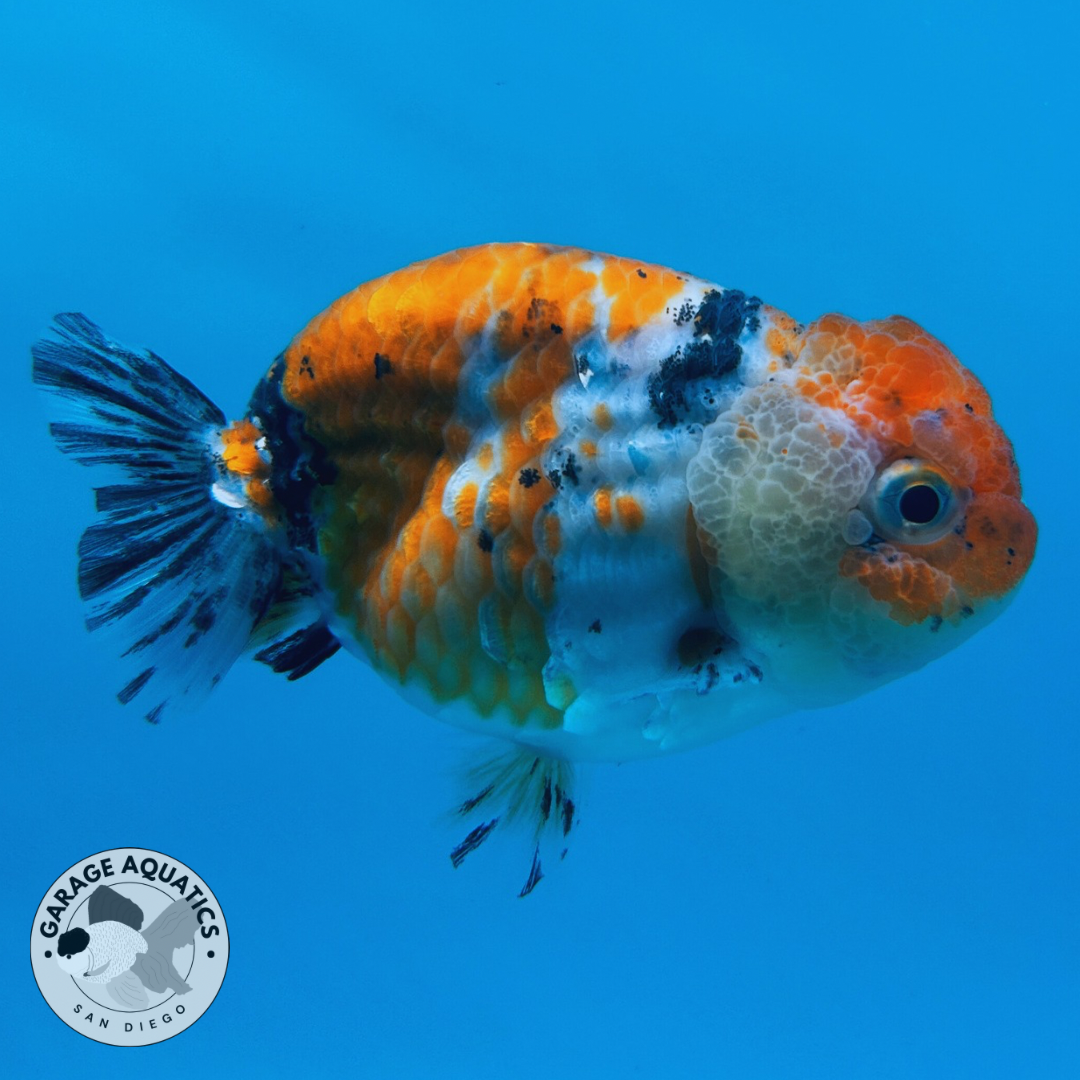 Live Fancy Goldfish Ranchu Galaxy Calico Male 3.5” body 8 Months