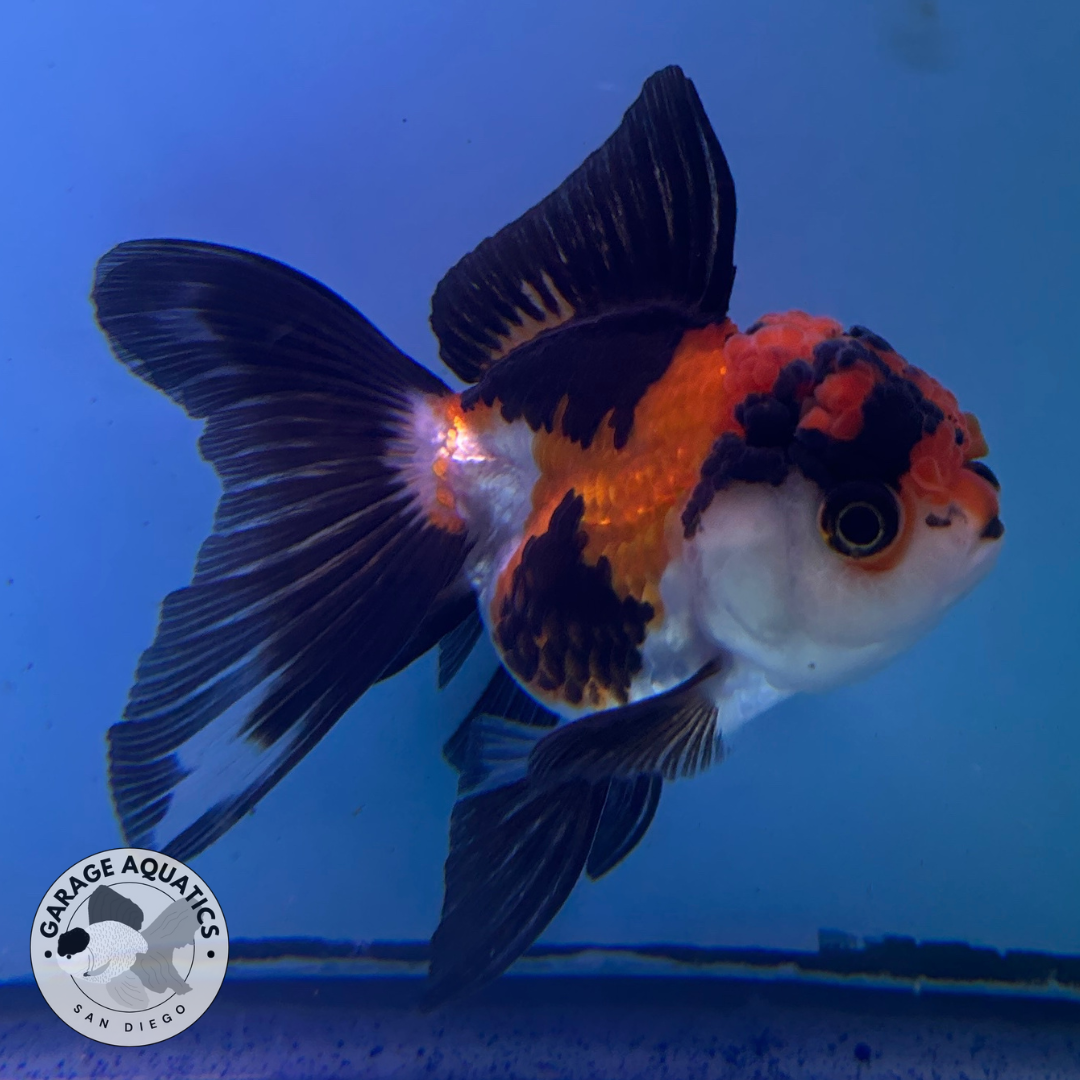 Live Premium Fancy Goldfish Thai Oranda Tri-Color 2.5" Body (JC-083) R1C02