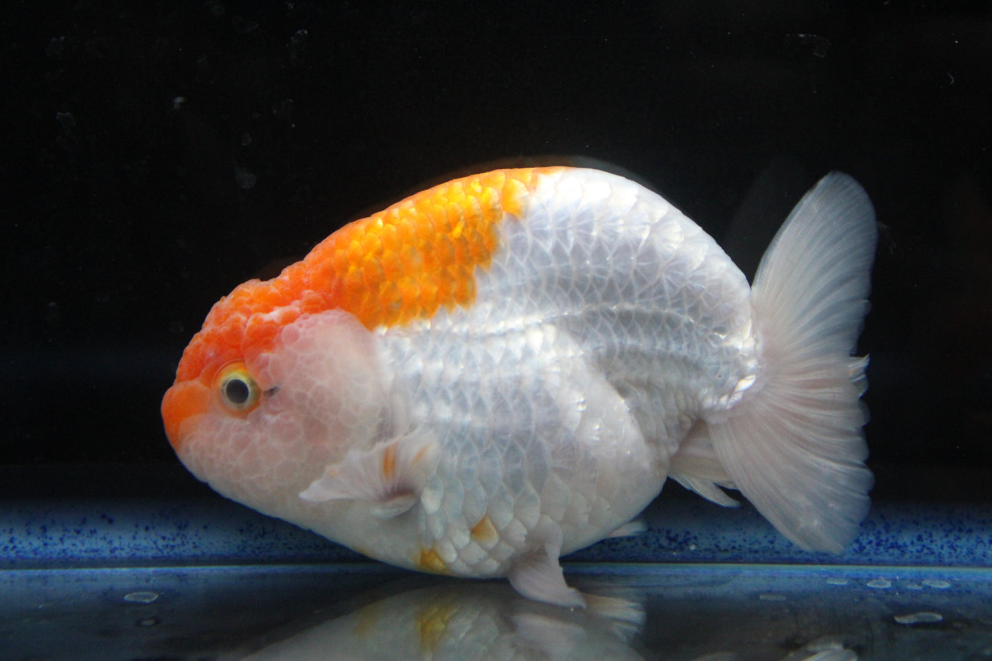 AA Grade Thai Ranchu Red & White  3.5" Body Male 7 Months (R1001)