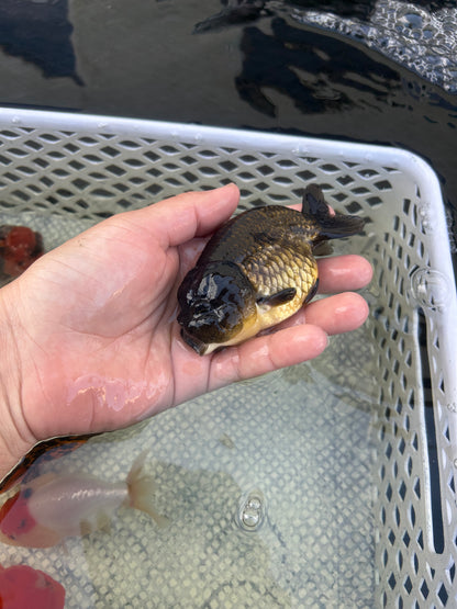 Live Premium Fancy Goldfish Thai Lionchu Black 3.5” body Male 7 Months (JC-145) BlackTub#2