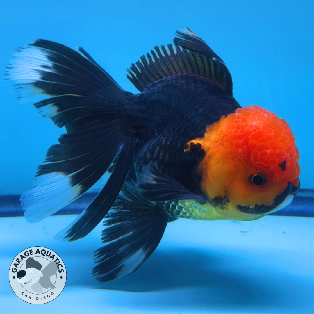 Live Premium Fancy Goldfish Thai Oranda Red Cap Black Body Large Wen Orchid Tail Male 3.5” Body 8 Months (JC-066)
