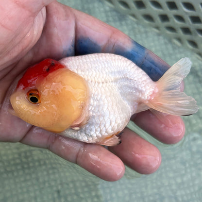 Live Premium Fancy Goldfish Thai Lionchu Red & White 3” body Female 5 Months (JC-141) BlackTub#2