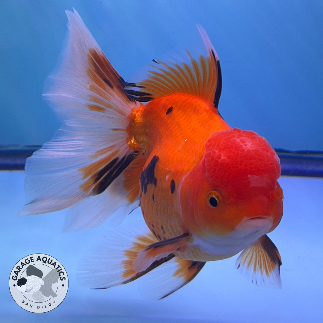 Live Premium Fancy Goldfish Thai Oranda Tri-Color Giant Breed Peacock Orchid Tail Female 4” Body 8 Months (JC-074)