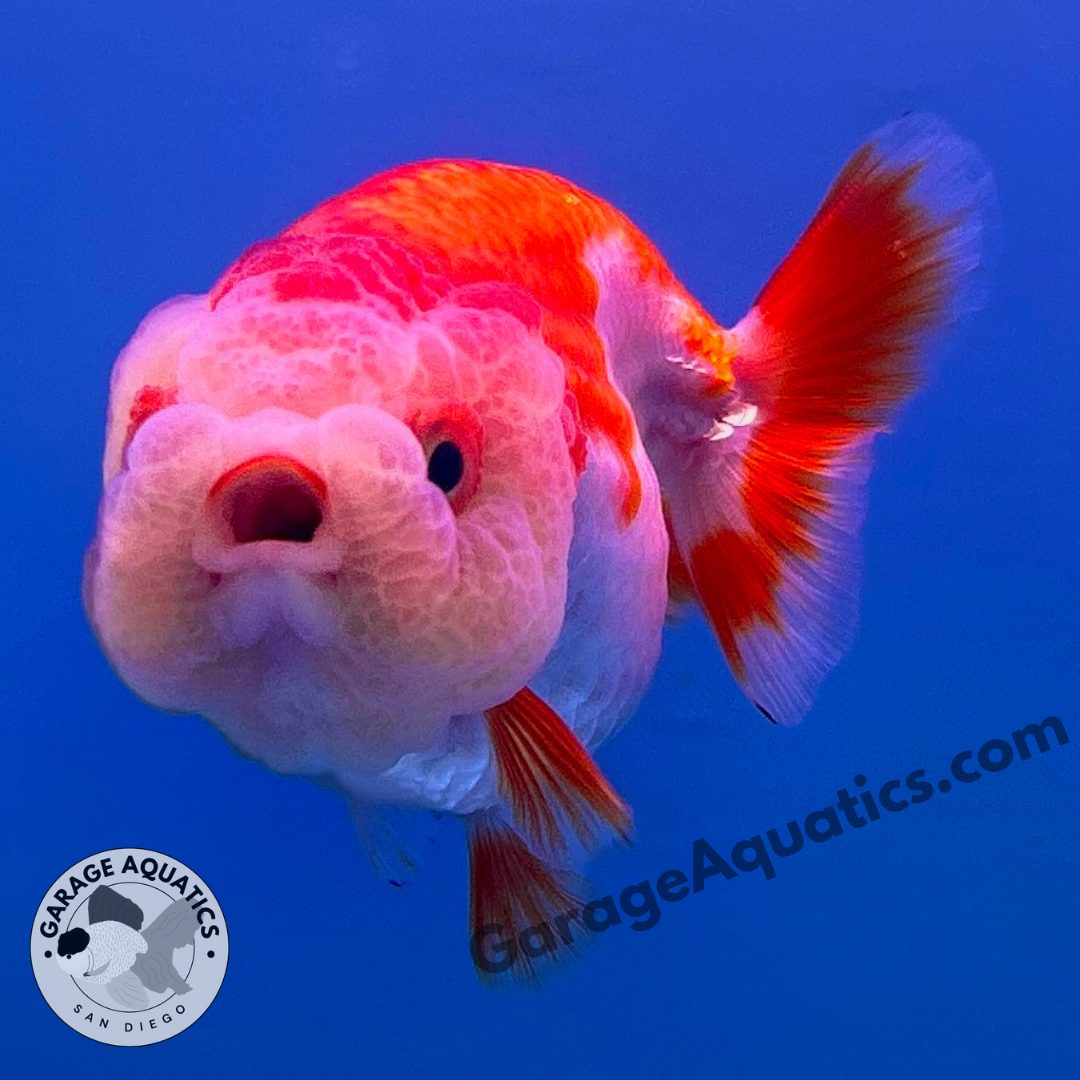 Live Premium Fancy Goldfish Thai Buffalo Ranchu Red & White 3" Body 6 Months (JC-099) R1C03
