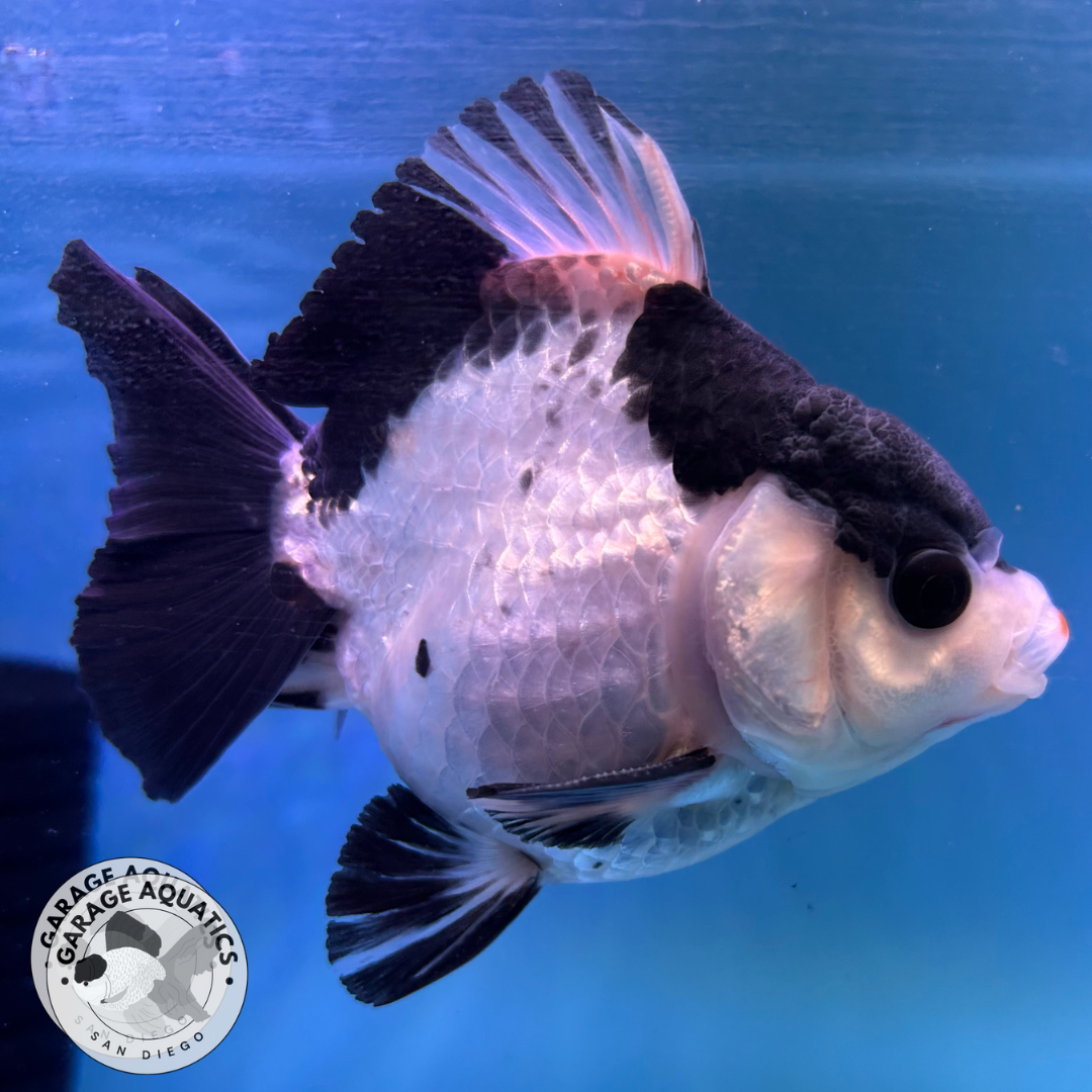 Live Premium Fancy Goldfish Thai Yuanbao Oranda Panda Giant Breed Short-Tail Male 3.5” Body 8 Months (JC-076)