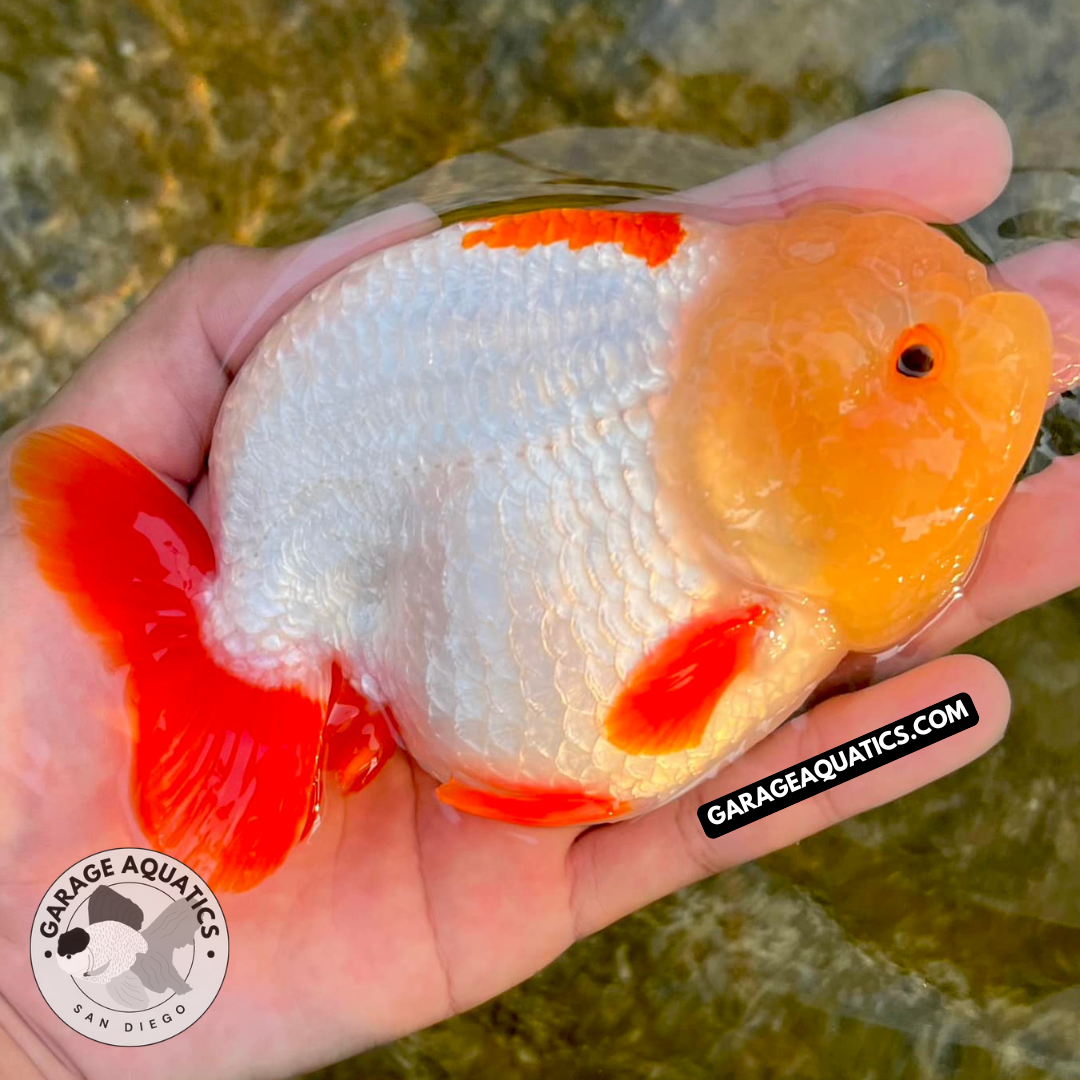 Live Premium Fancy Goldfish Thai Lionchu Red & White Our Choice (Direct From Farm)