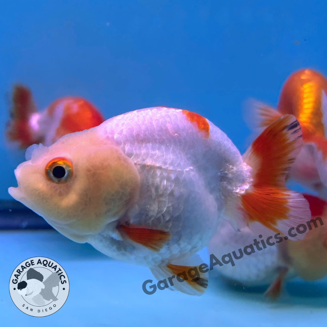 Live Premium Fancy Goldfish Thai Ranchu Red & White 3" Body 6 Months (JC-100) R1C03