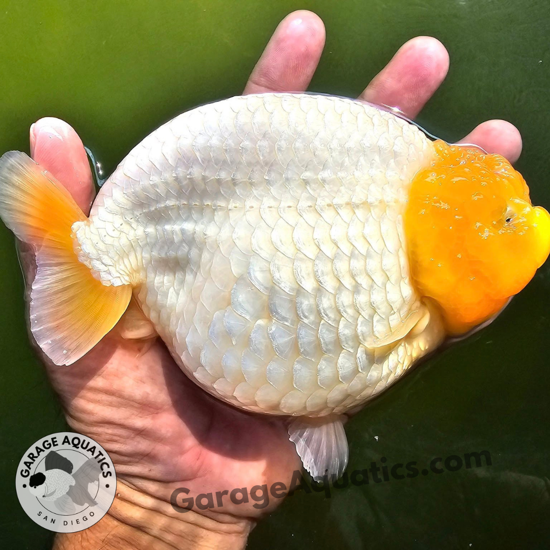 Live Premium Fancy Goldfish Thai Lionchu White (Our Choice)