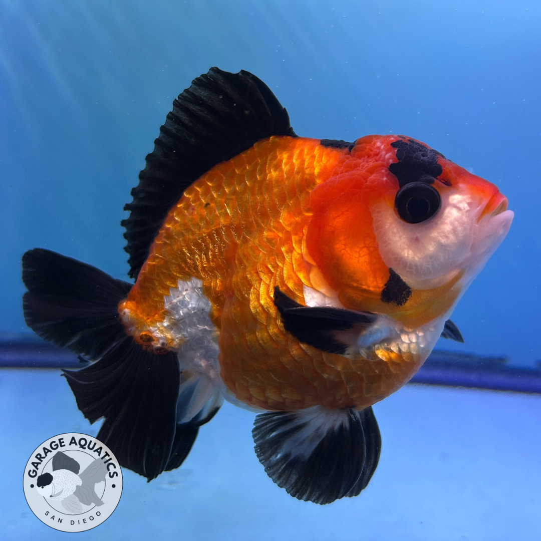Live Premium Fancy Goldfish Thai Yuanbao Oranda Tri-Color Giant Breed Short-Tail Male 3.5” Body 8 Months (JC-075)