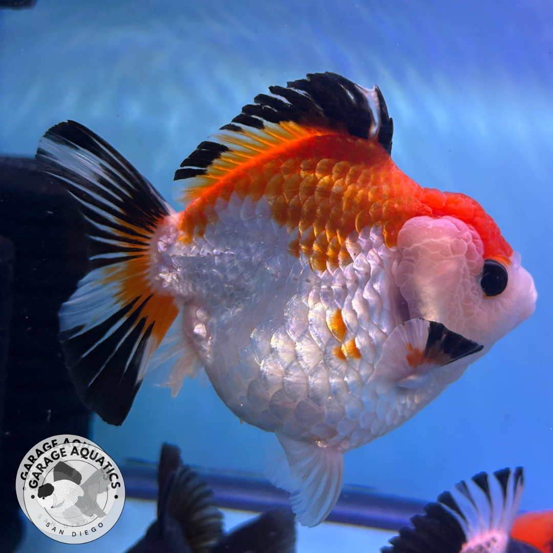 Live Premium Fancy Goldfish Thai Yuanbao Oranda Tri-Color Giant Breed Short-Tail Male 3.5” Body 8 Months (JC-078)