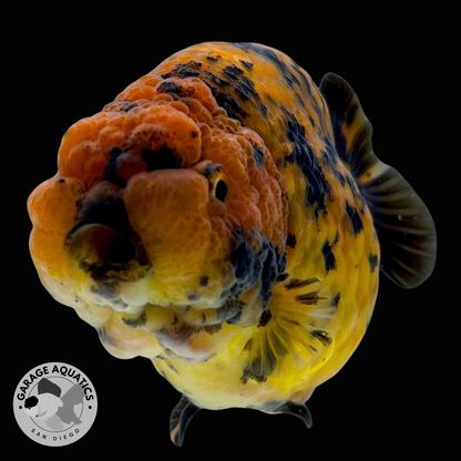 Live Premium Fancy Goldfish Red Tiger Giant Structure Ranchu Our Choice (Direct from Farm)
