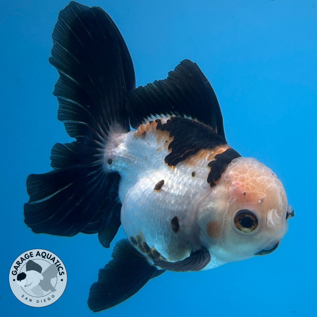 Thai Oranda Panda 3.5” Body Male 8 Months (JC-032) R1A5