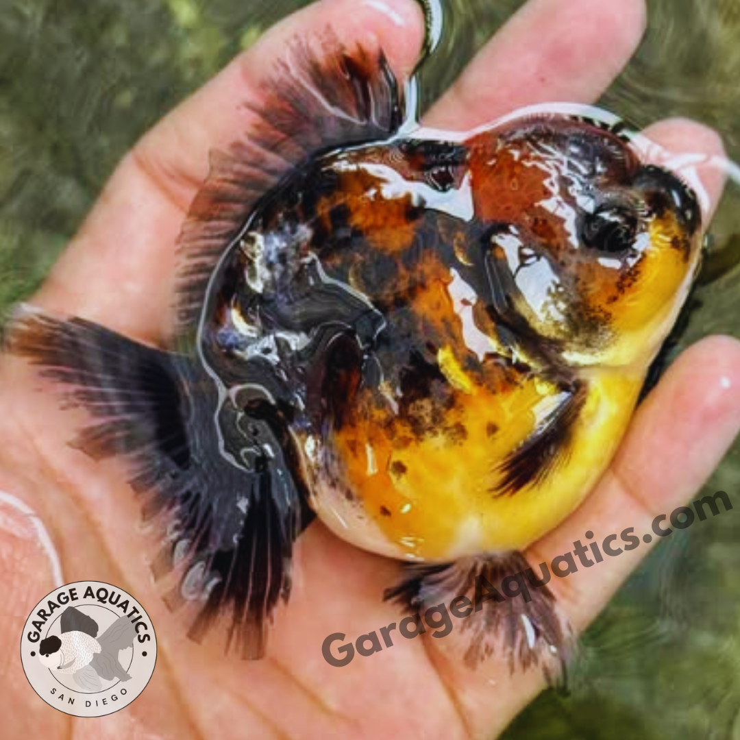 Live Premium Fancy Goldfish Thai Yuanbao Oranda 3" Body Calico Color (Our Choice)