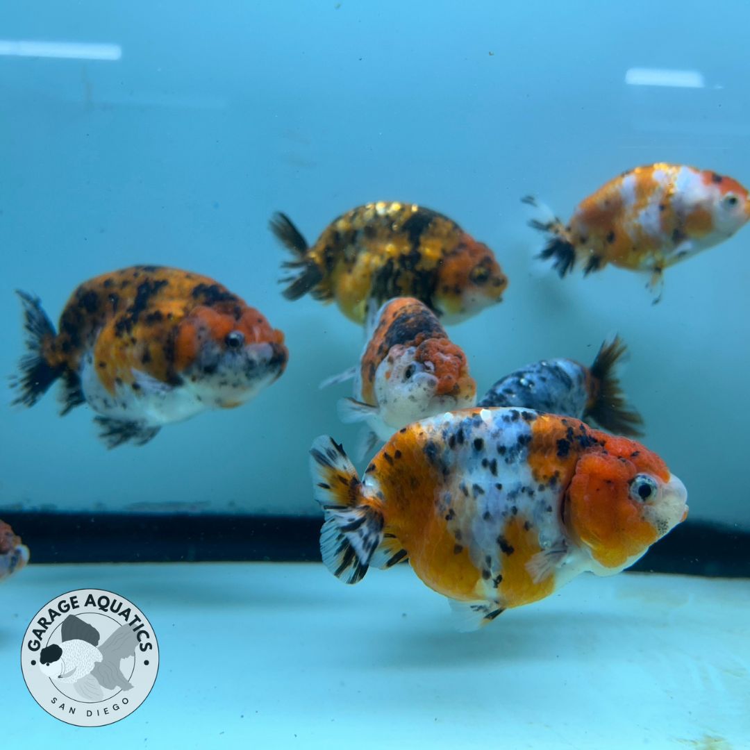 Live Fancy Goldfish Thai Ranchu Tiger Calico 3"-3.5" Body Ready to Ship (OUR CHOICE)