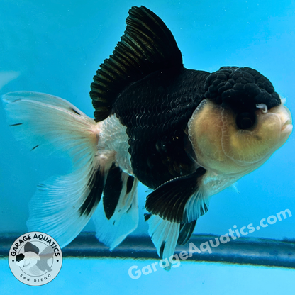 Live Premium Fancy Goldfish Thai Oranda Panda 3” body Male 7 Months (JC-110) R1C02