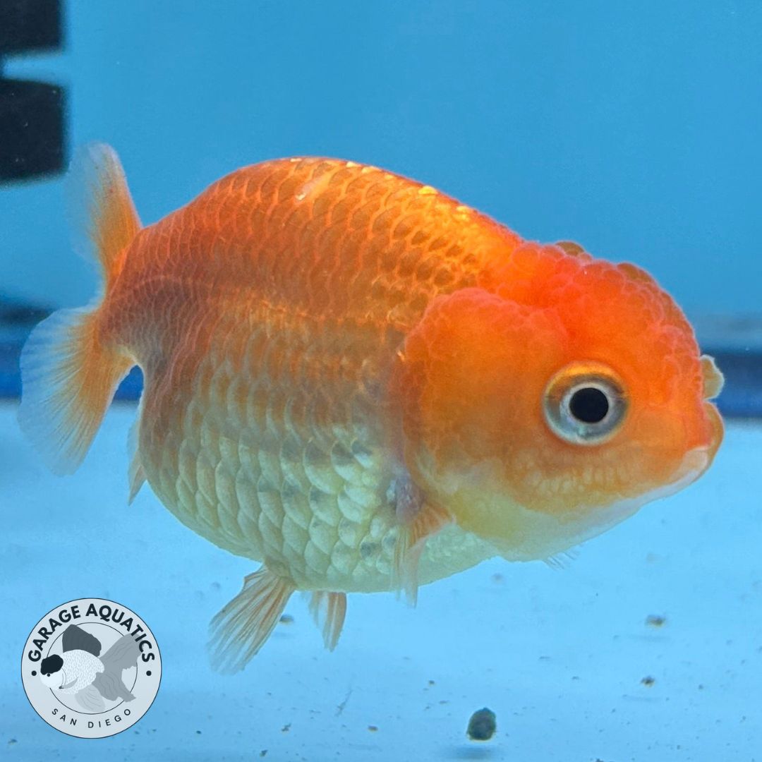 Thai Ranchu Red Male 2” Body 3 Months (JC-019)