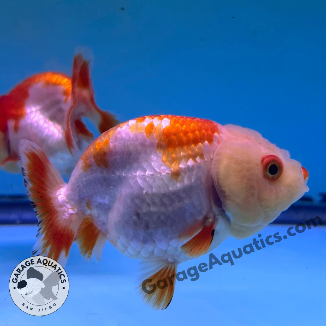 Live Premium Fancy Goldfish Thai Ranchu Red & White 3" Body 6 Months (JC-101) R1C03