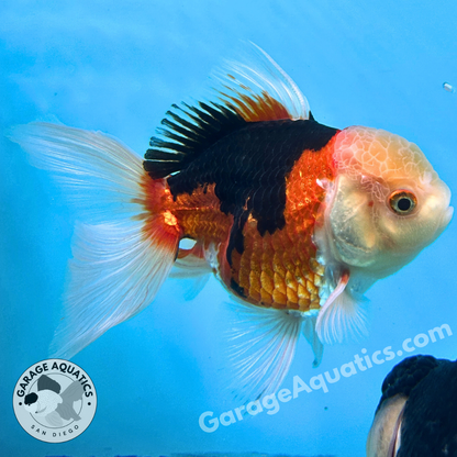 Live Premium Fancy Goldfish Thai Oranda Tri-Color 3” body Male 6 Months (JC-111) R1C03