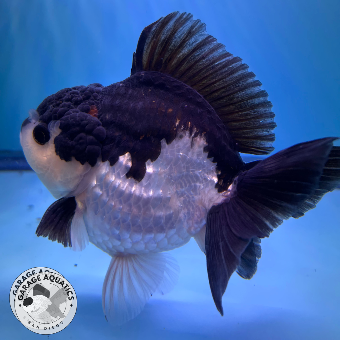 Live Premium Fancy Goldfish Thai Yuanbao Oranda Panda Giant Breed Short-Tail Male 3.5” Body 8 Months (JC-077)