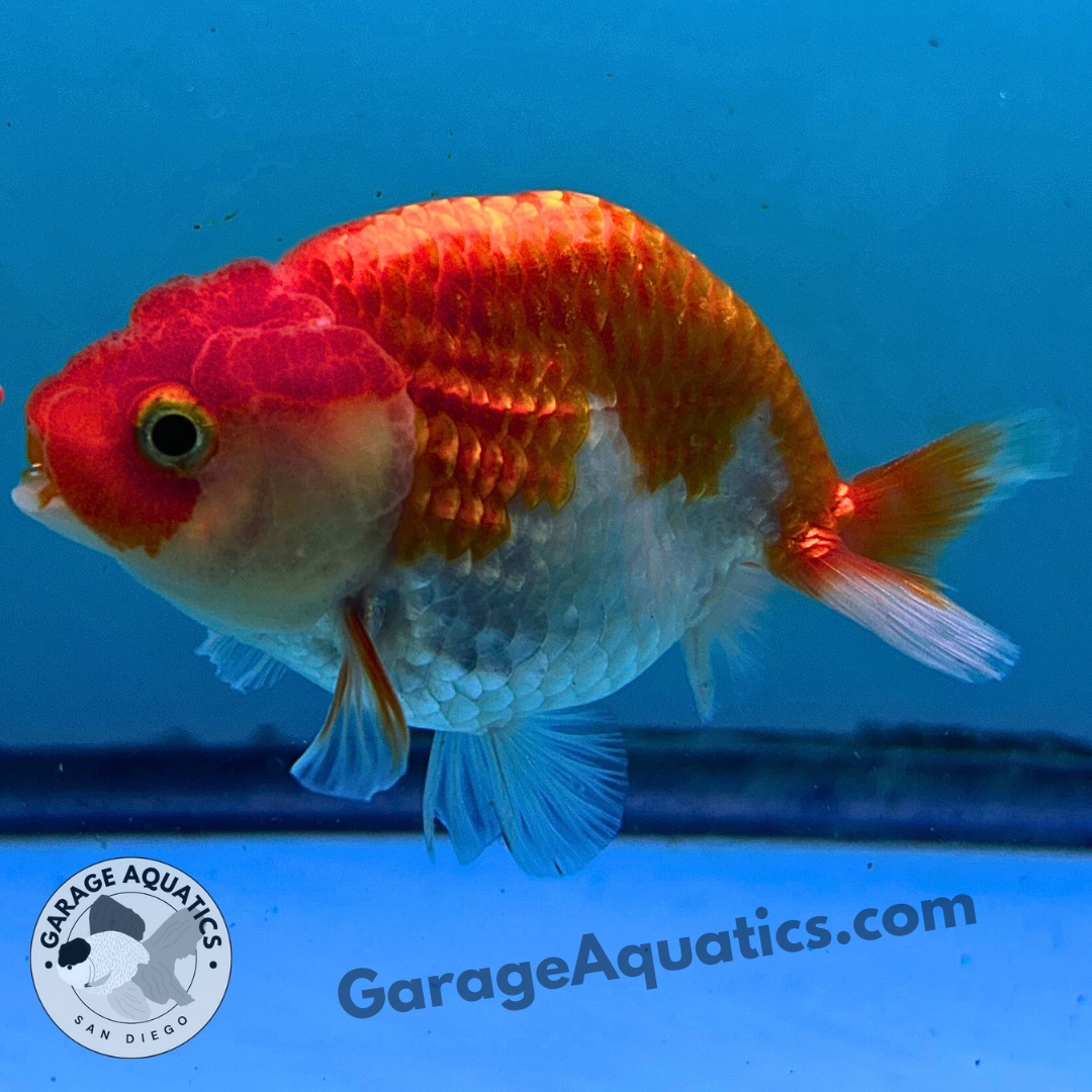 Live Premium Fancy Goldfish Thai Ranchu Red & White 3" Body 6 Months (JC-103) R1C03