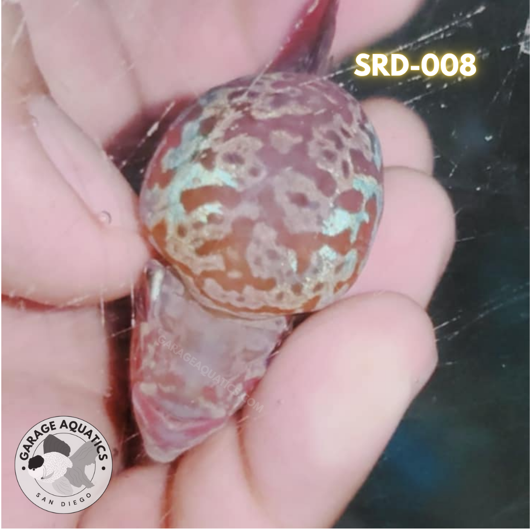 F1 Super Red Dragon Flowerhorn MALE 2" inch King Kamfa BIG KOK (SRD-008)