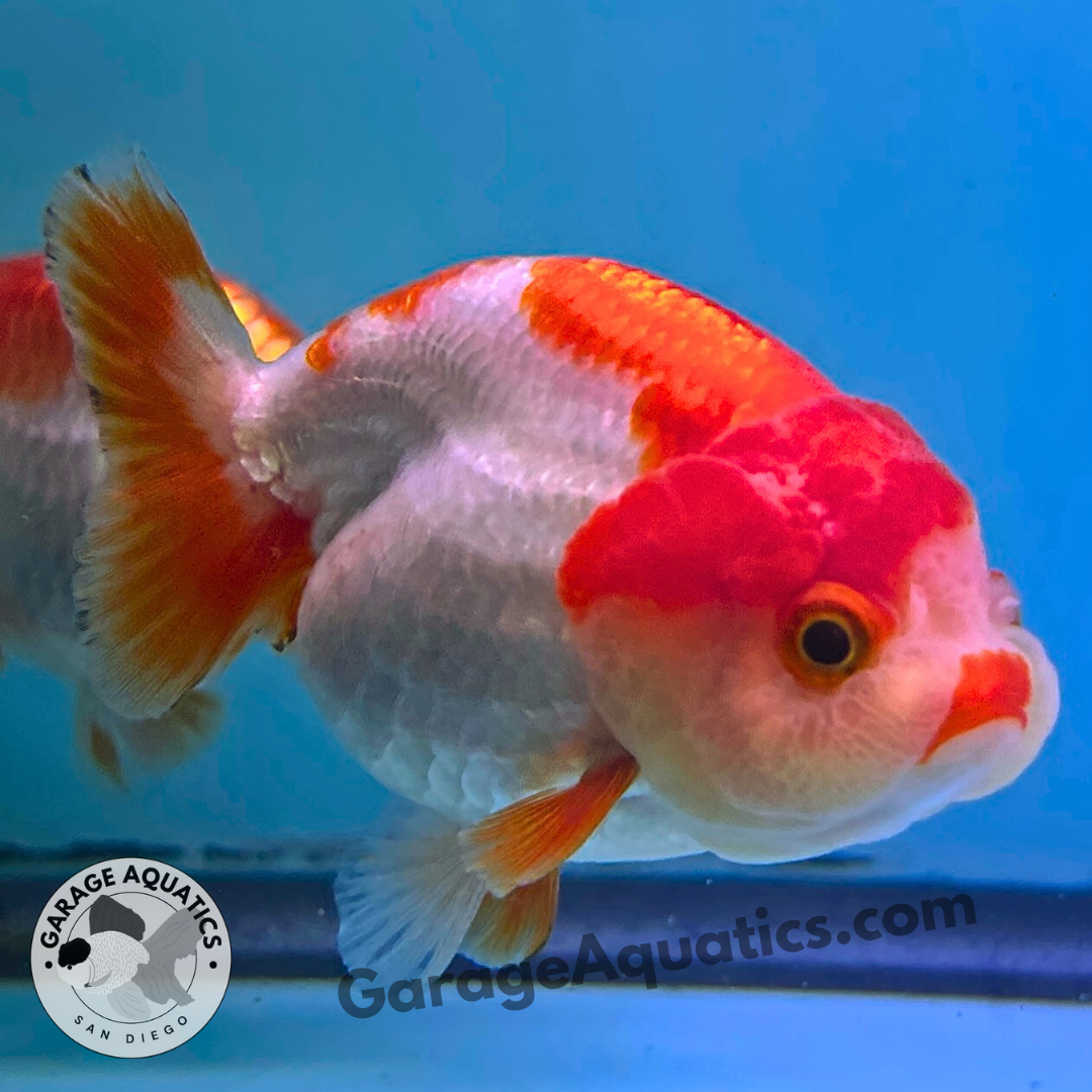 Live Premium Fancy Goldfish Thai Ranchu Red & White 3" Body 6 Months (JC-102) R1C03