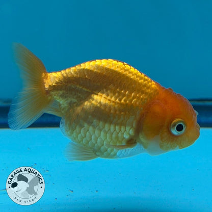 Thai Ranchu Red Male 2” Body 3 Months(JC-017)