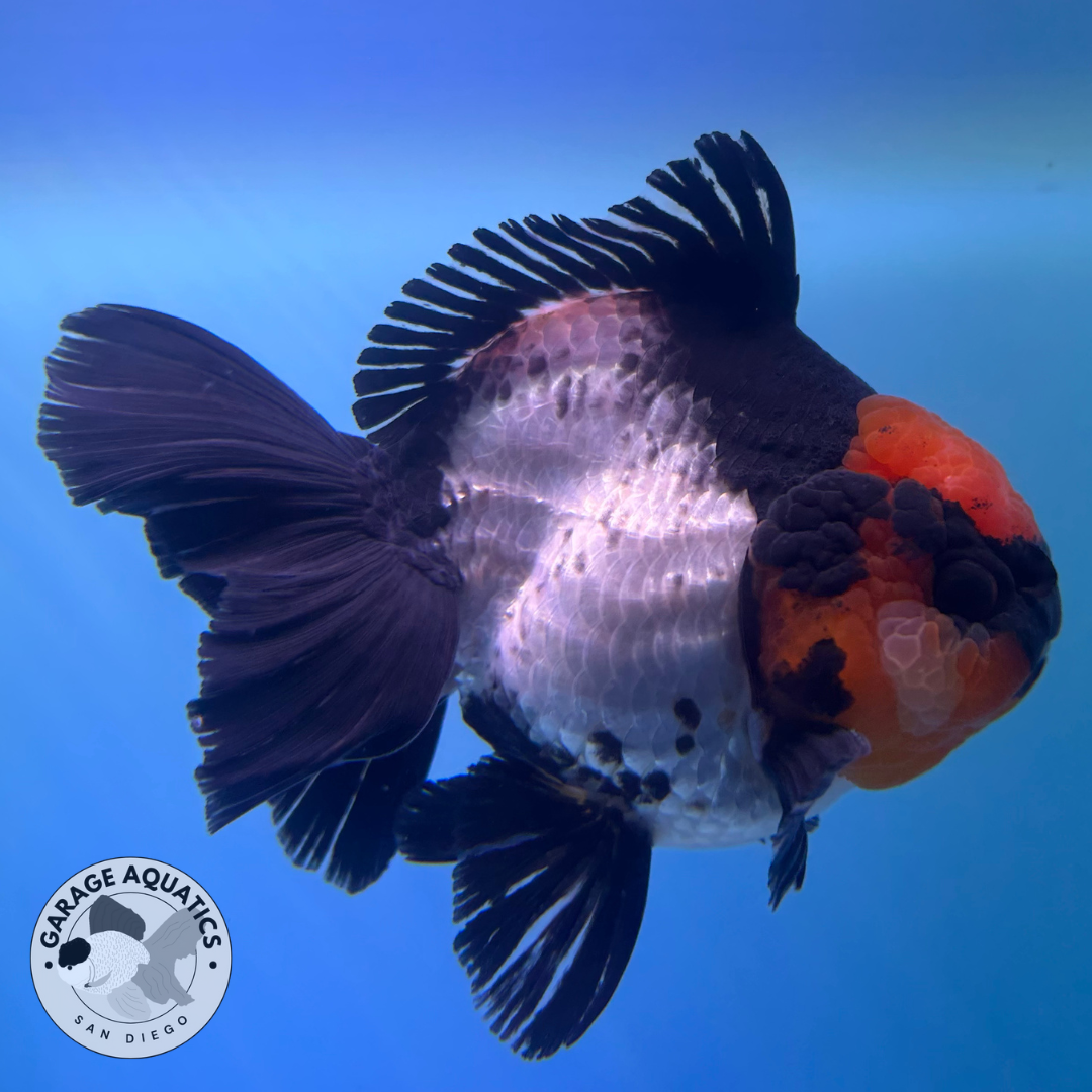 Live Premium Fancy Goldfish Thai Yuanbao Oranda Tri-Color Giant Breed Short-Tail Male 3.5” Body 8 Months (JC-079)