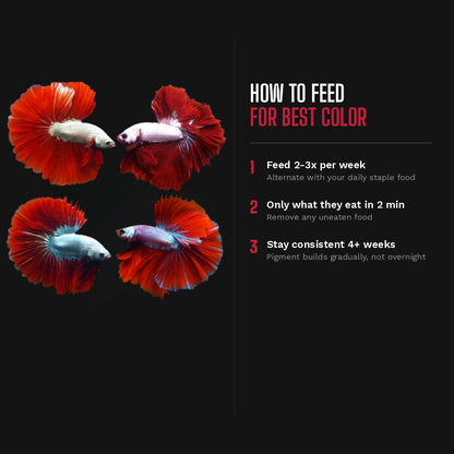 How to feed red color enhancing fish food to red guppy for best color