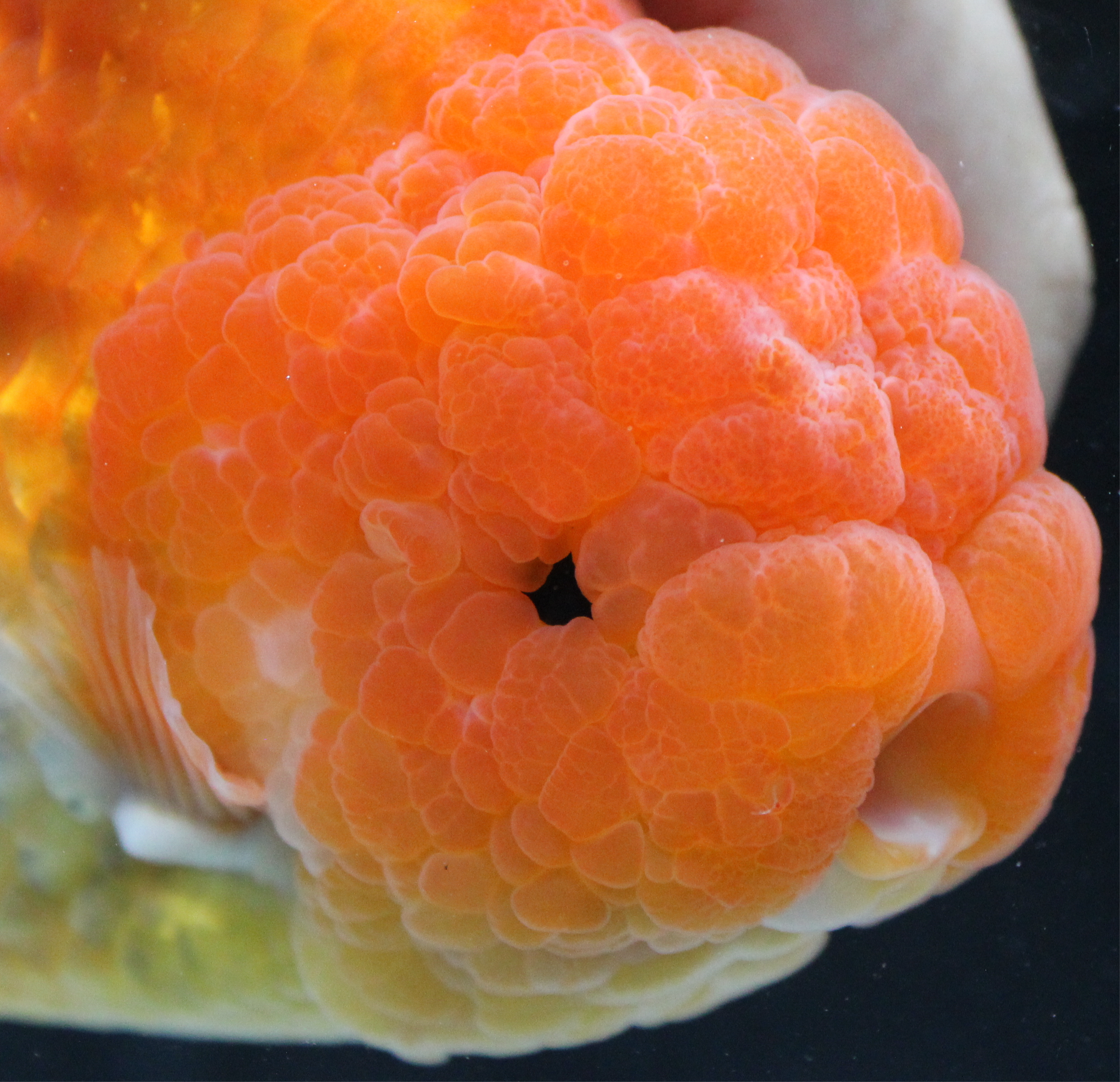 JUMBO/GIANT Thai Ranchu Lucky Red Short Tail 4.5" Strong Body Structure Male 9 Months