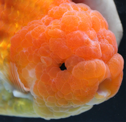 JUMBO/GIANT Thai Ranchu Lucky Red Short Tail 4.5" Strong Body Structure Male 9 Months