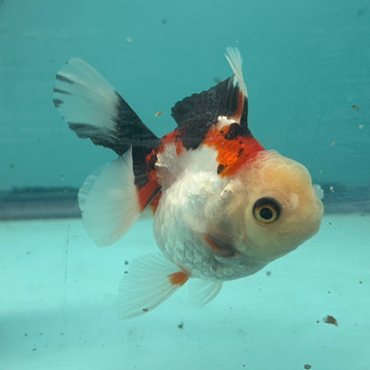 Live Premium Fancy Goldfish Thai Oranda Tri-Color 2.5" Male Body (SAK-005)