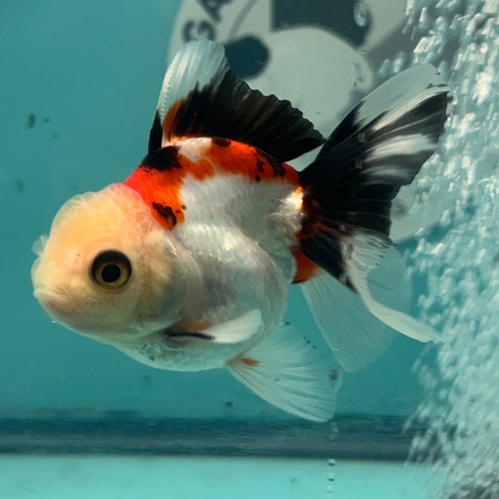 Live Premium Fancy Goldfish Thai Oranda Tri-Color 2.5" Male Body (SAK-005)