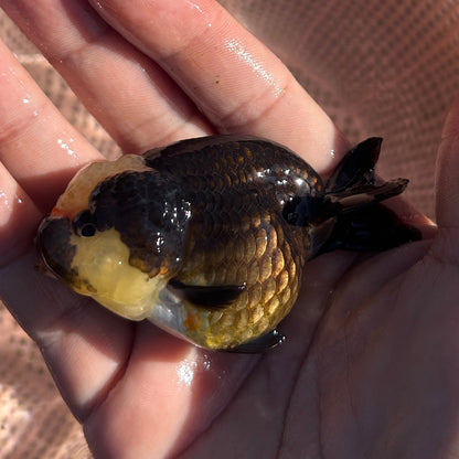 Live Premium Fancy Goldfish AA Thai Lionchu Panda 2.5” body Male 5 Months (JC-159) BlackTub#3