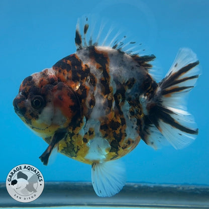 NK Thailand Thai Oranda Short Tail Tiger Calico 4” Body Female  (JC-029) R1C4 (FREE 2 DAY SHIPPING)