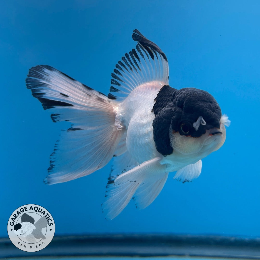 Grade A Thai Oranda Panda Rose Tail Strong Body Structure 3.5” Body Male 8 Months (JC-023)