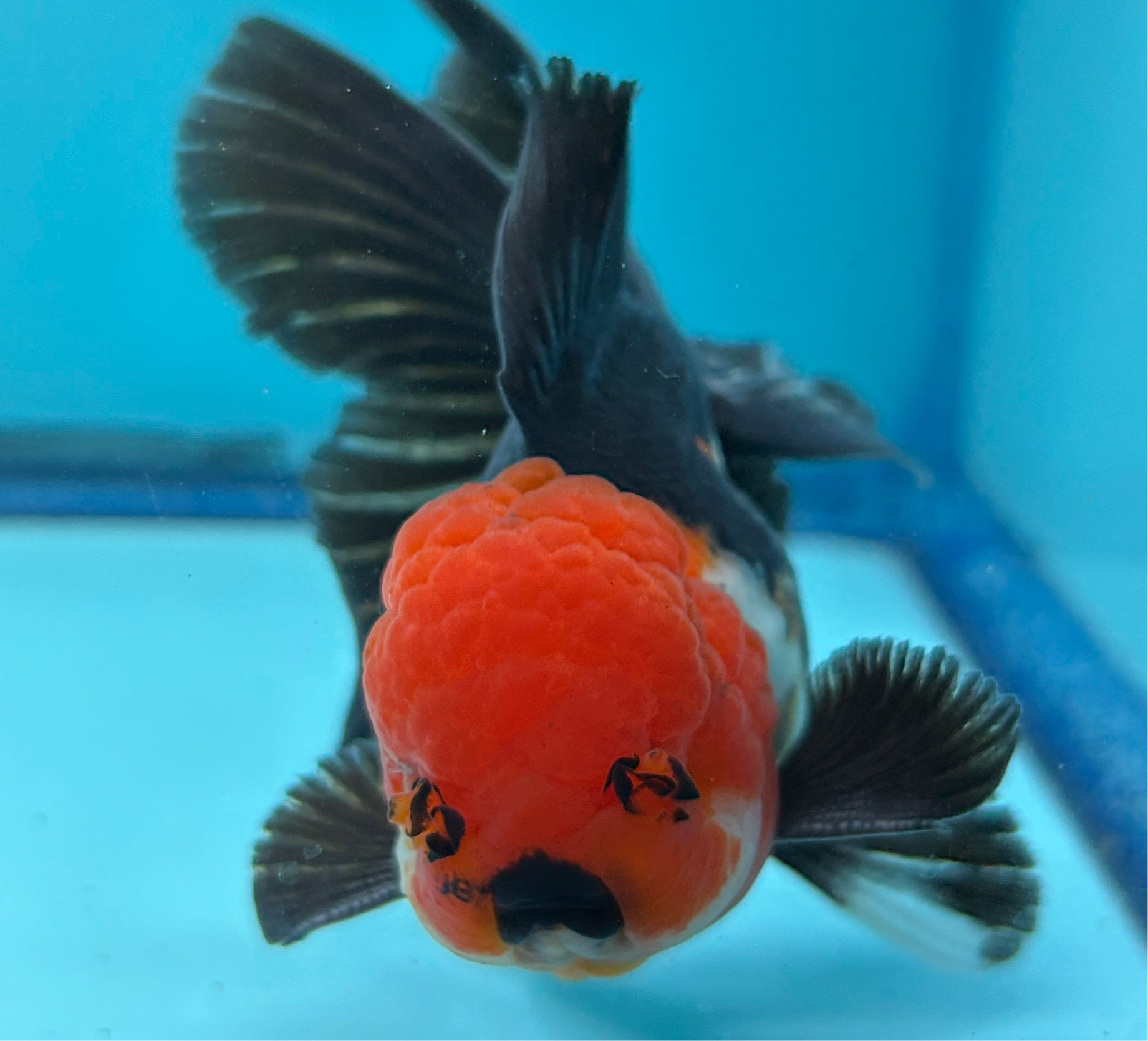 Grade AAA Thai Oranda Tri-Color Lava Head Orchid Strong Body Structure  3.5” Body Male 8 Months (JC-016)