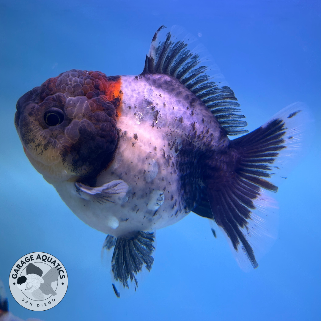 Live Premium Fancy Goldfish Thai Oranda Yuanbao Calico 3” body Female (JC-089) R1C03