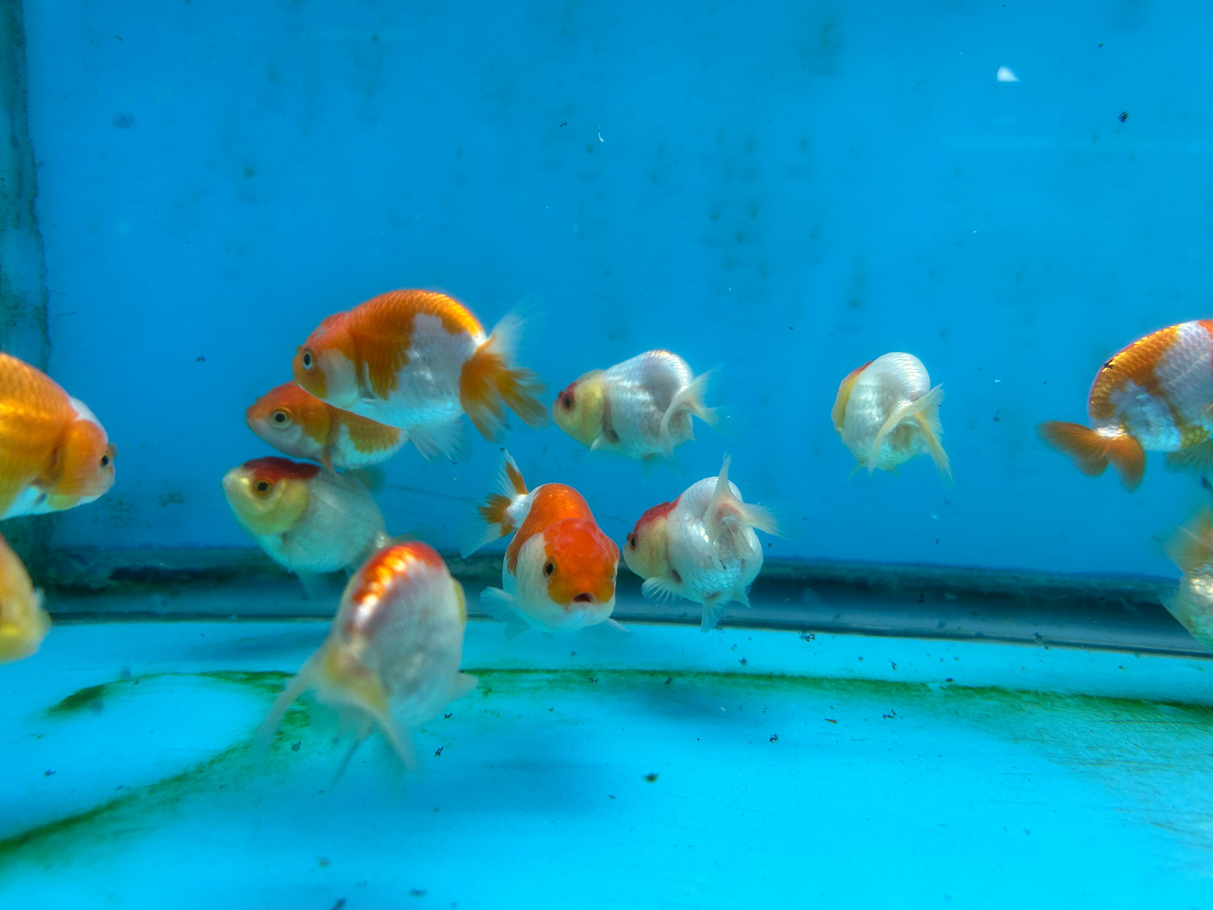 Live Fancy Goldfish Premium Select A Grade Our Choice Mix Color Ranchu 1.5"~2" Inch (JC)