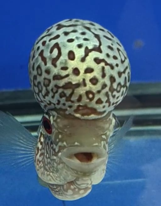 KML Flowerhorn 4"-5" inch PREMIUM (KAMOL) - Direct From Thailand.