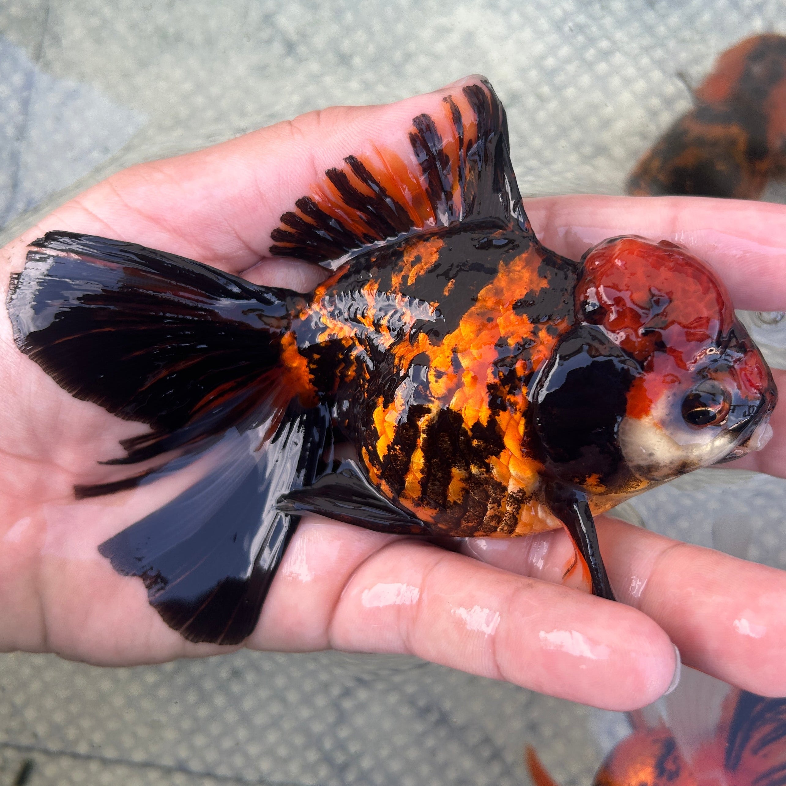 Live Premium Fancy Goldfish Thai Oranda Red Tiger 3.5” body Male 7 Months (JC-147) BlackTub#2