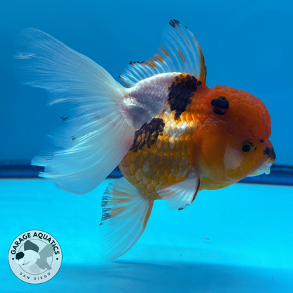 Live Premium Fancy Goldfish Thai Oranda Tri-Color Orchid Tail Female 3.5” Body 8 Months (JC-047)