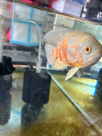 Albino Oscar 5-6 Inch