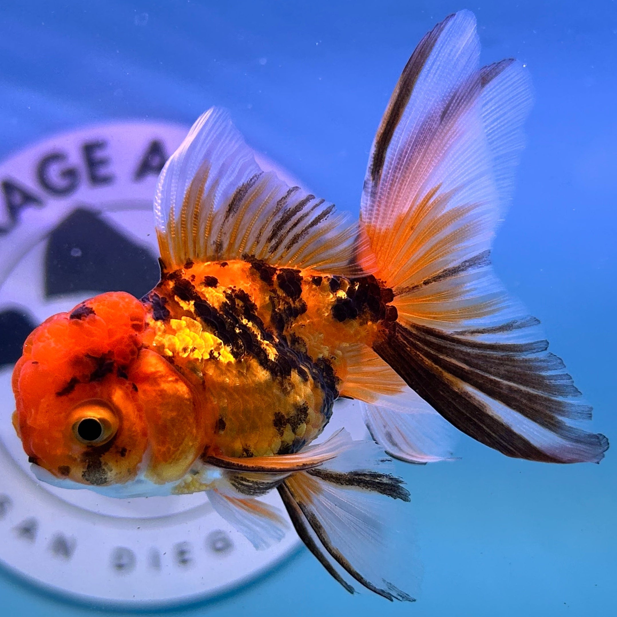 Live Premium Fancy Goldfish Thai Oranda Tiger 2” Body Male R1B01(JUS-007)