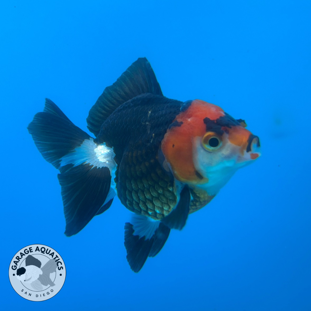 Thai Oranda Tri-Color Red Cap Yuan Bao Short Tail Female 3” Body 7 Months (JC-035)