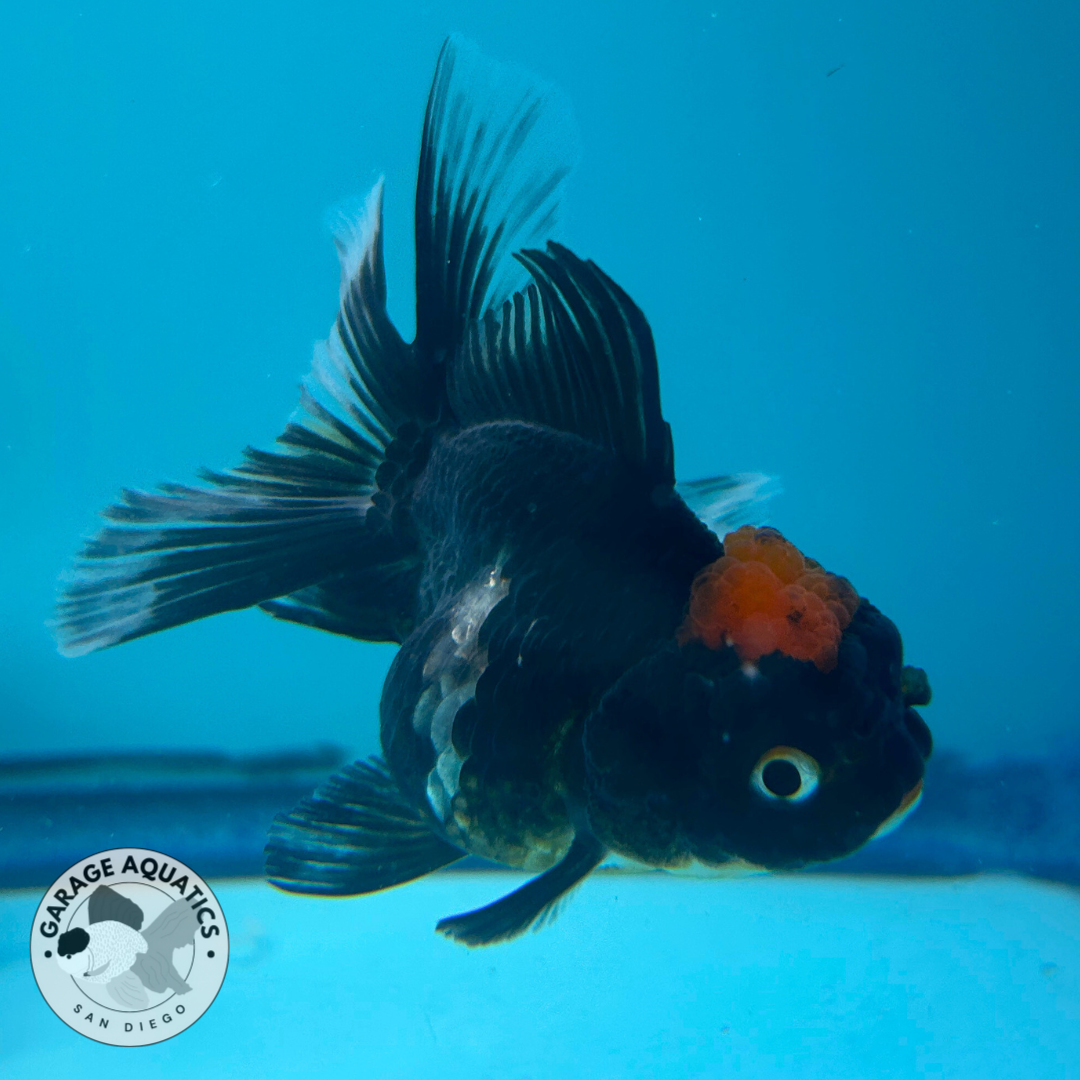 Live Premium Fancy Goldfish Thai Oranda Panda Red Cap 2” body (JC-064)