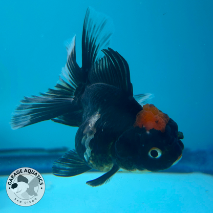 Live Premium Fancy Goldfish Thai Oranda Panda Red Cap 2” body (JC-064)