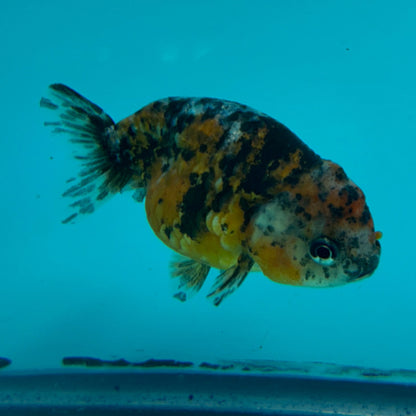 Live Premium Fancy Goldfish Thai Ranchu Calico 2.5" Male Body (DON-003)