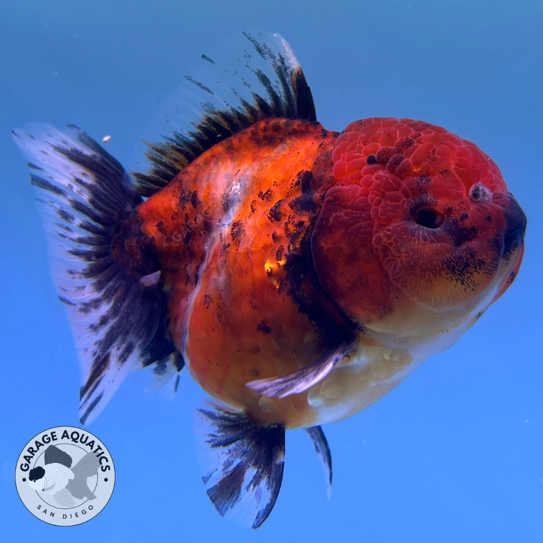 Live Premium Fancy Goldfish Thai Oranda Yuanbao Red Calico 3” body Female (JC-091) R1C03